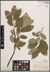 Foto von Salix coaetanea (Hartm.) Flod.